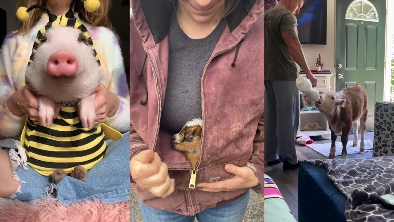 Heartwarming story#animals #lovestory #rescue #cute #funny #love #warmmoments #livestock #adoption