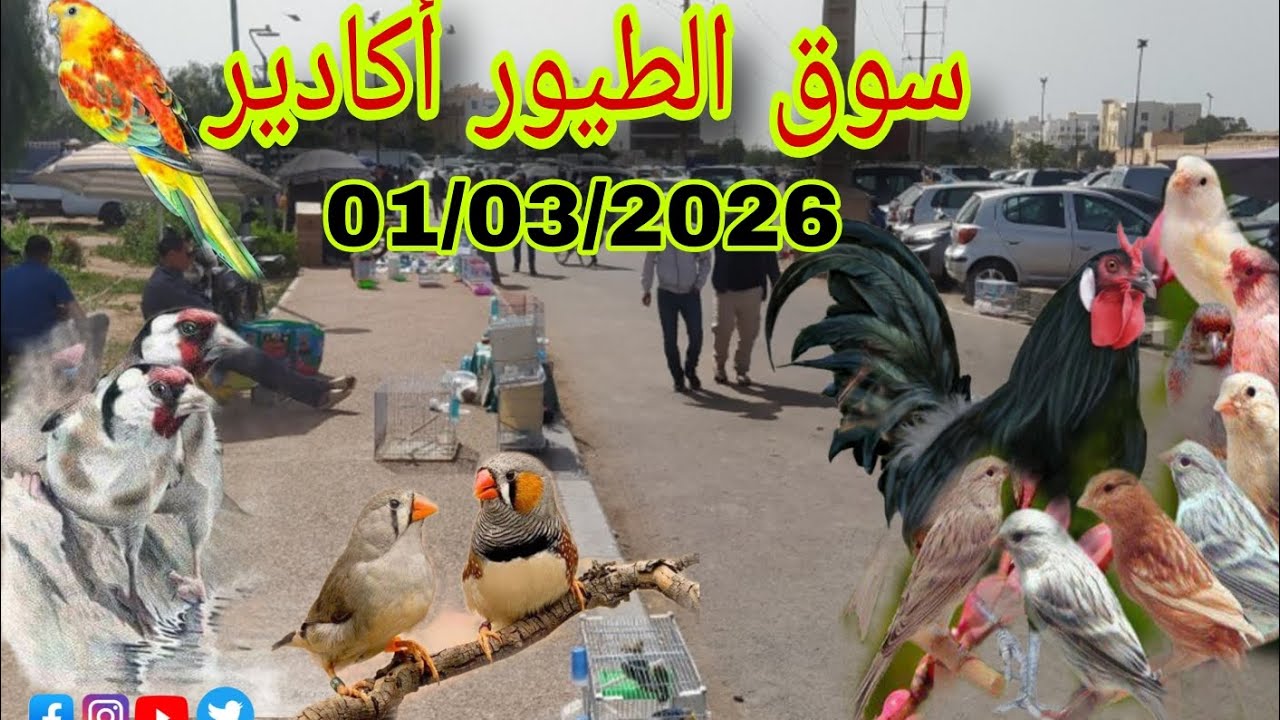 أجي تولعوا اليوم في سوق الطيور أكادير ليوم الأحد ✌️ 01/03/2026+التعرف على كل ما هو جديد 🎉🎉🐔
