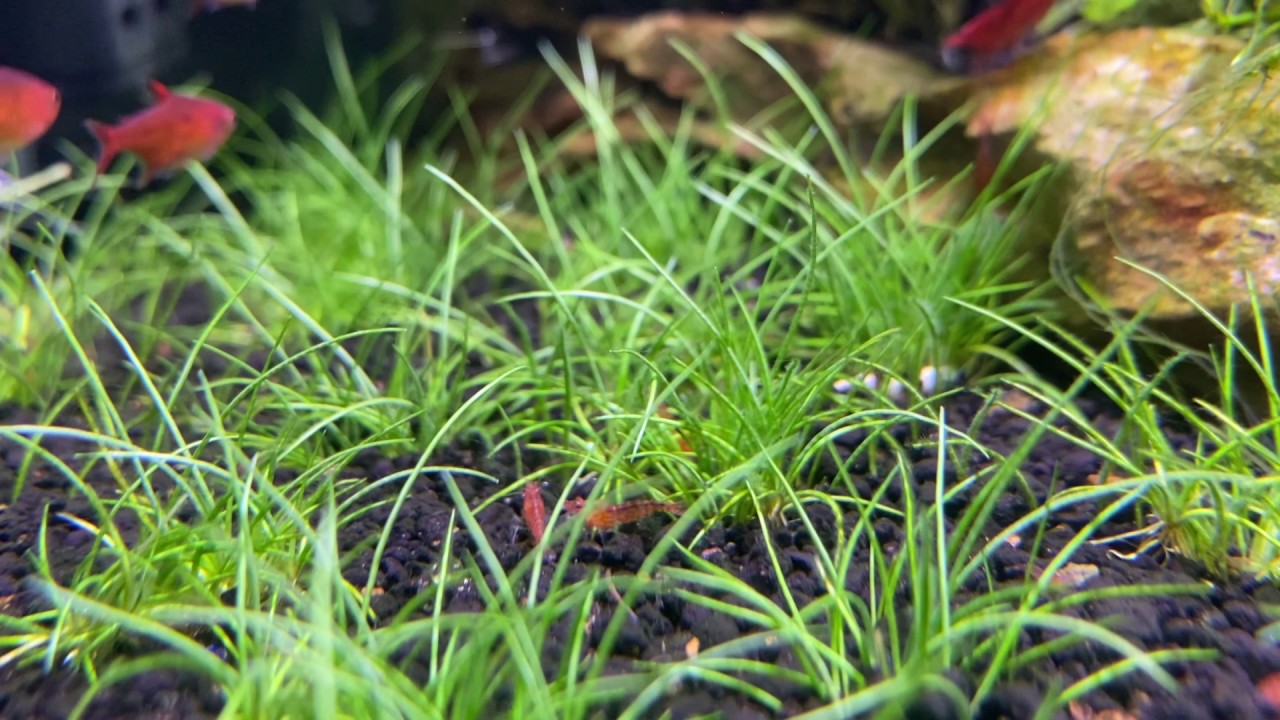 Ember tetra and shrimps