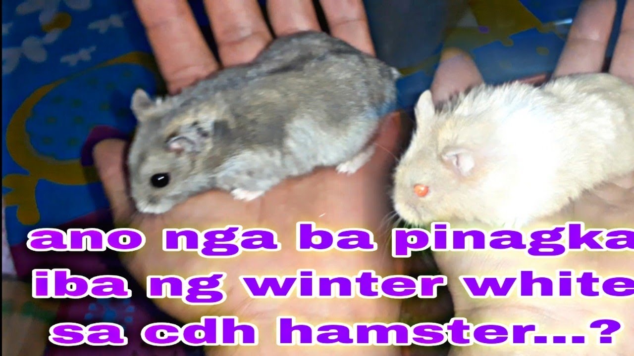 maraming na lilito sa cdh at winter white ano nga ba ang kanilang pinag ka iba...?