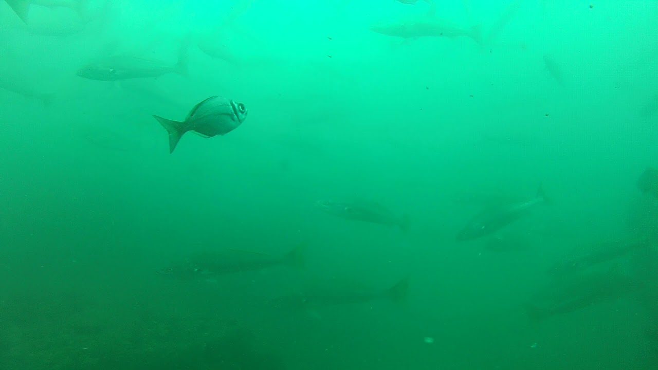 Spearfishing Geelbek - South Africa