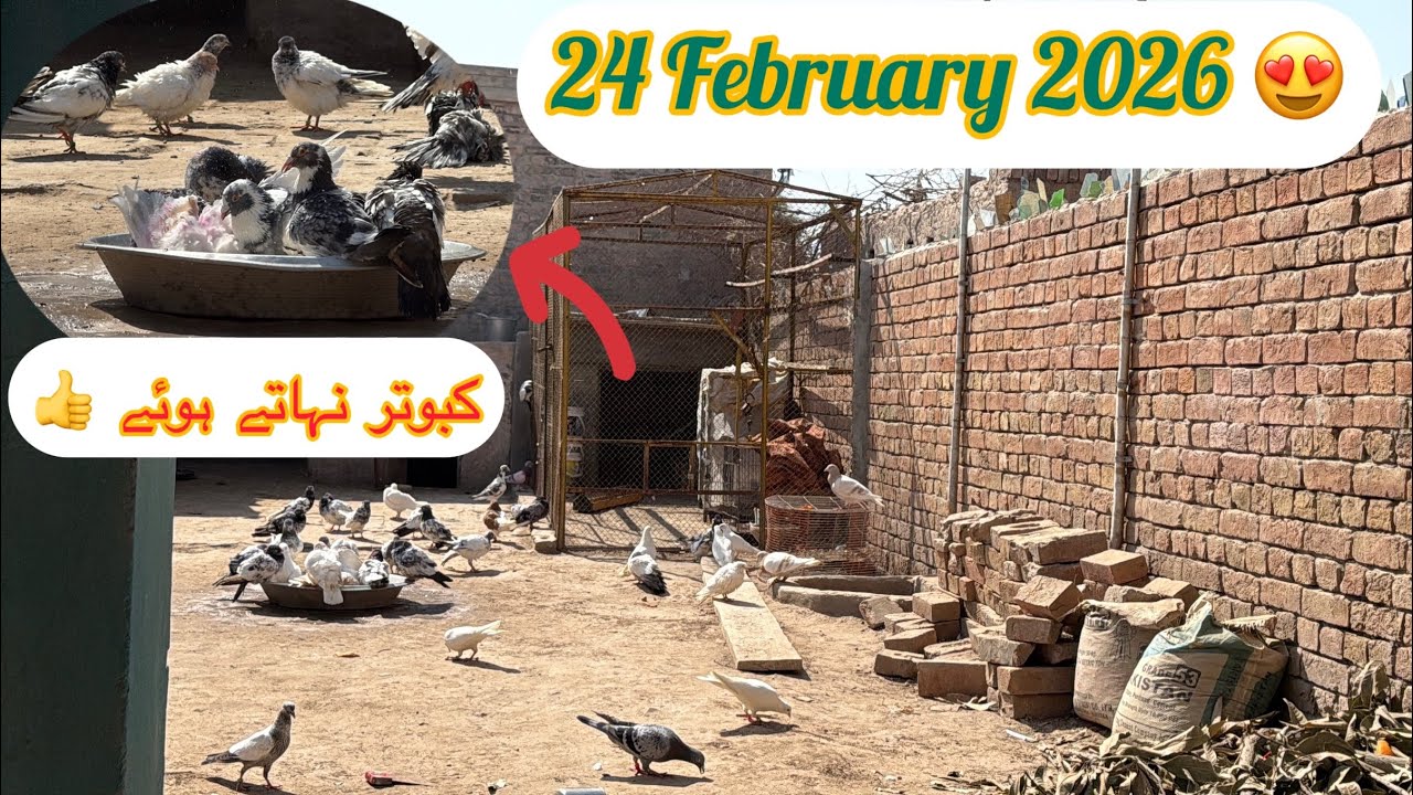 24 February 2026 Ki New Video Aap K Liye | KHAKHI PIGEONS 