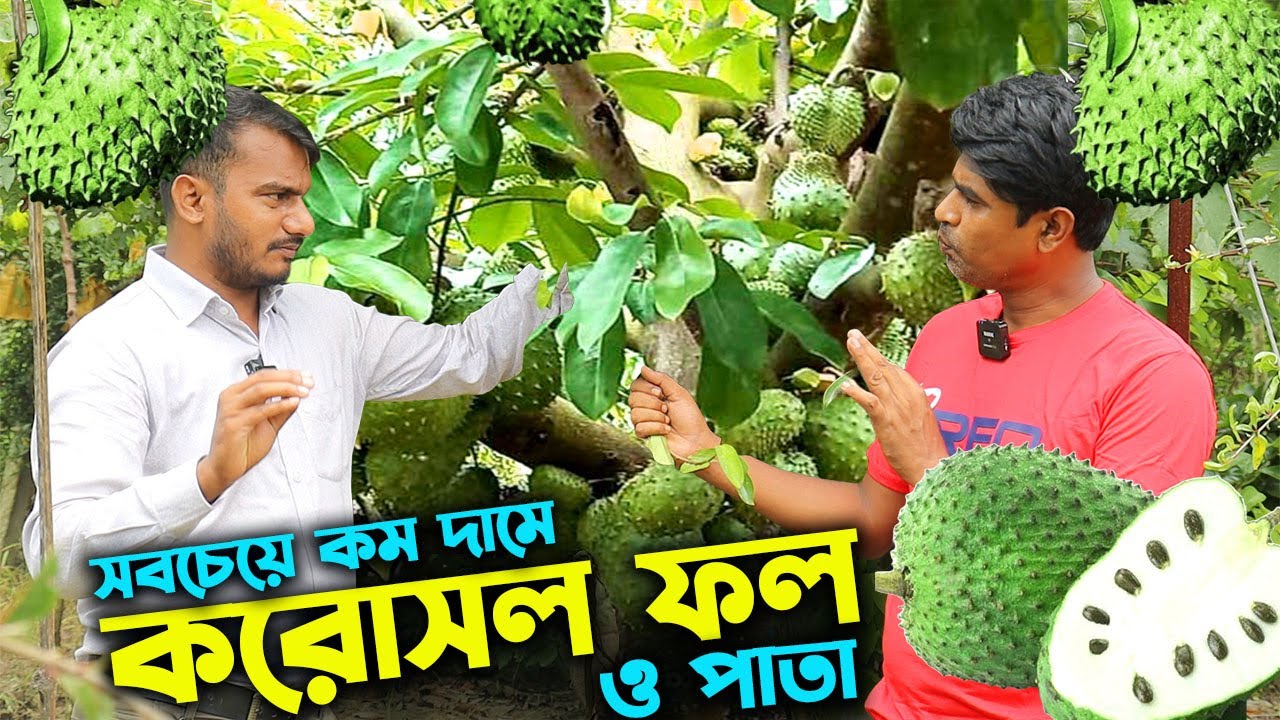 সবচেয়ে কম দামে করোসল ফল ও পাতা কোথায় পাবেন | উদ্যোক্তার খোঁজে