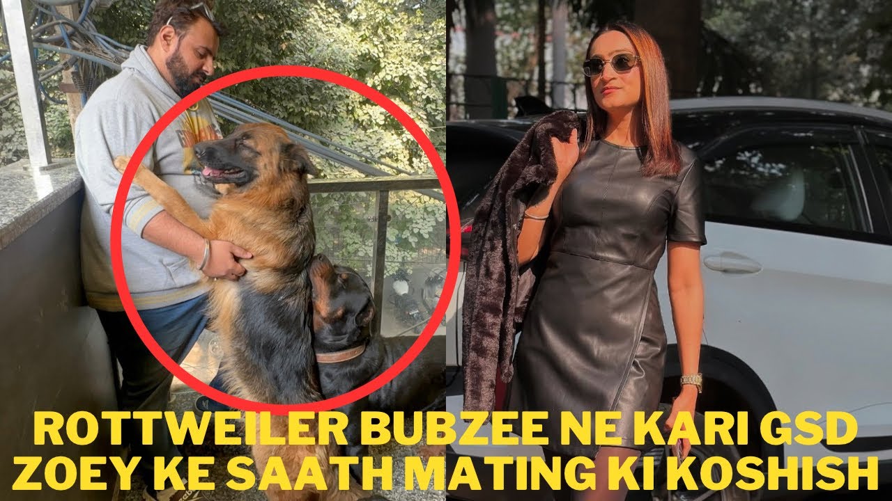 Rottweiler Bubzee Ne Ab Lady Ollie Ko Dhoka De Ke Kari GSD Zoey Ke Sath Bache Karne Ki Koshish