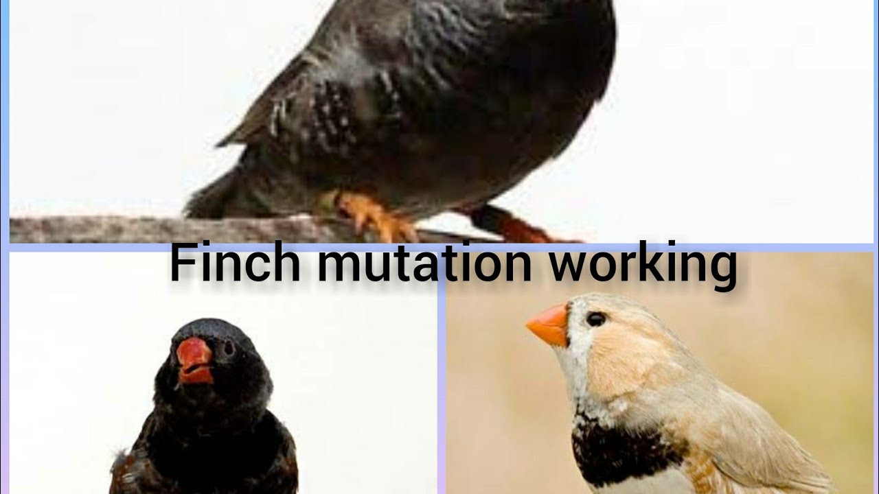 finch mutation working part 1