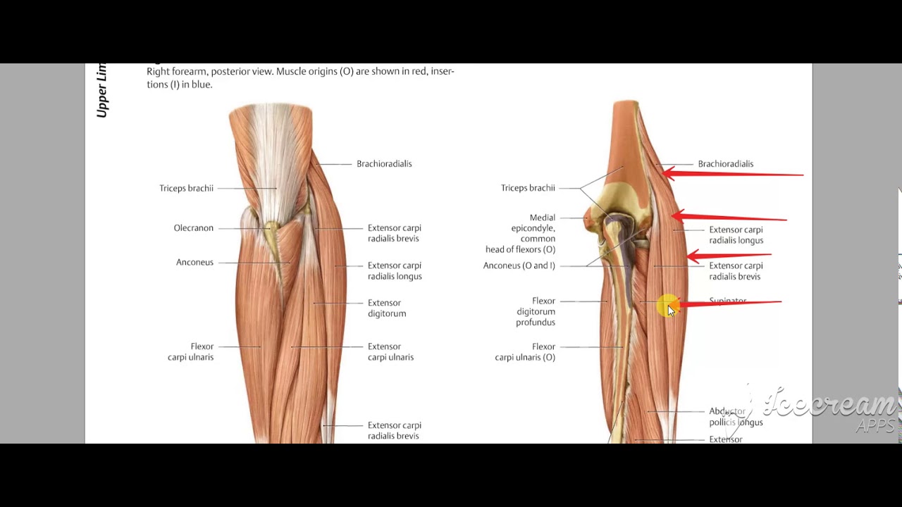 Radialis group muscles