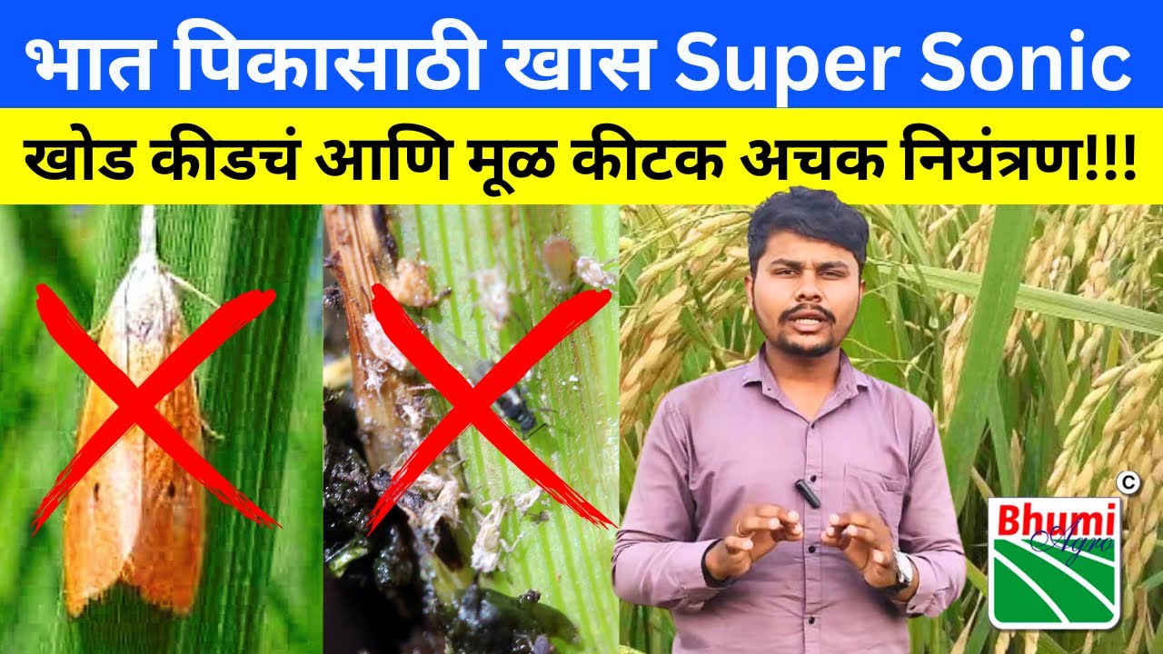 खोड़कीडा आणि मूळ कीटक जबरदस्त नियंत्रण😱🔥Dhan Sheti Basel dose💯Mul Kitak niyantran