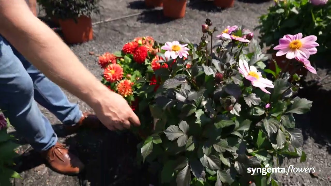 Syngenta Flowers BI Series presentation   Dahlia Collection and Dahlegria