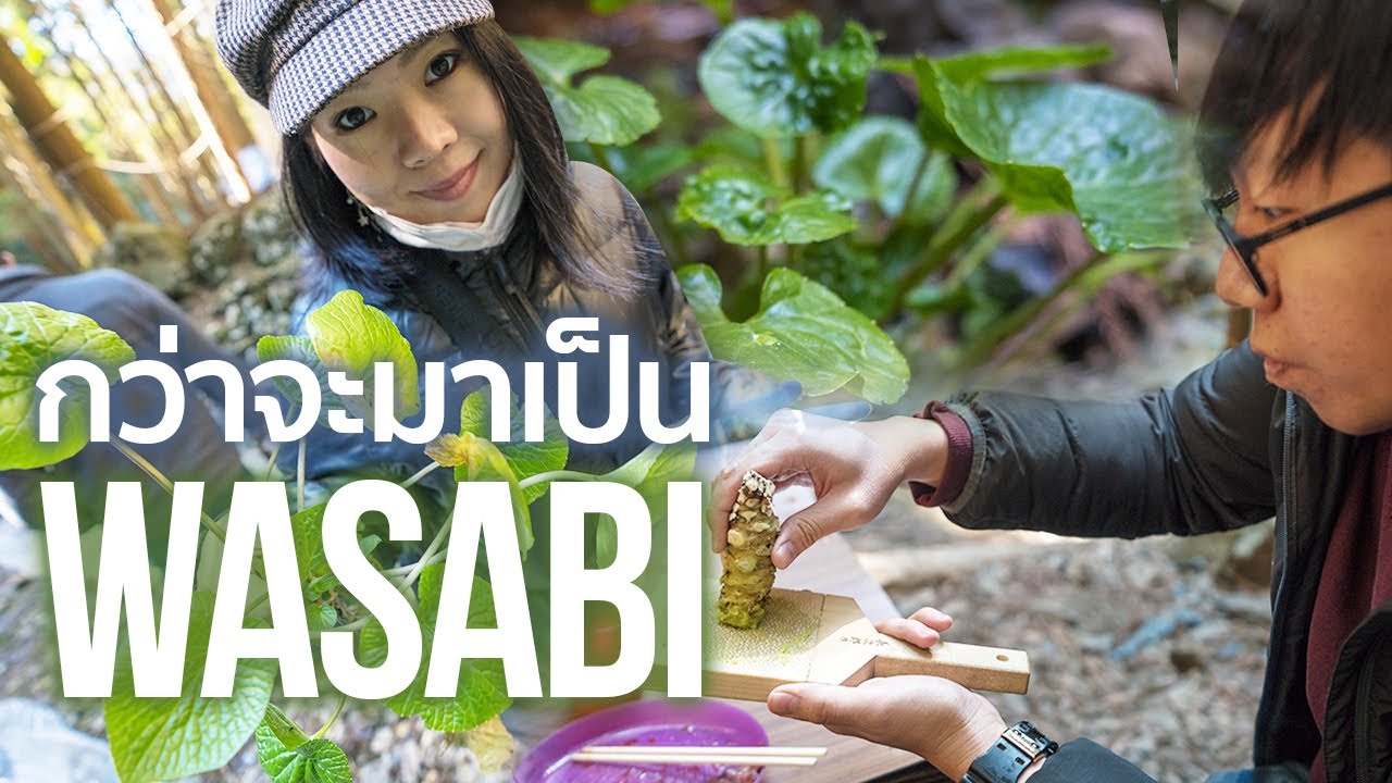 กว่าจะมาเป็นวาซาบิ เขาปลูกกันอย่างไร? The Art of Wasabi