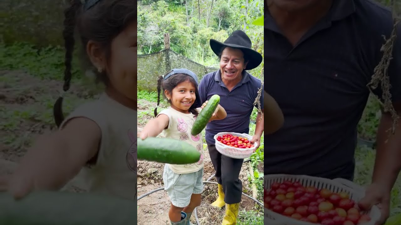 Cosechamos TOMATE CON LA KATIA