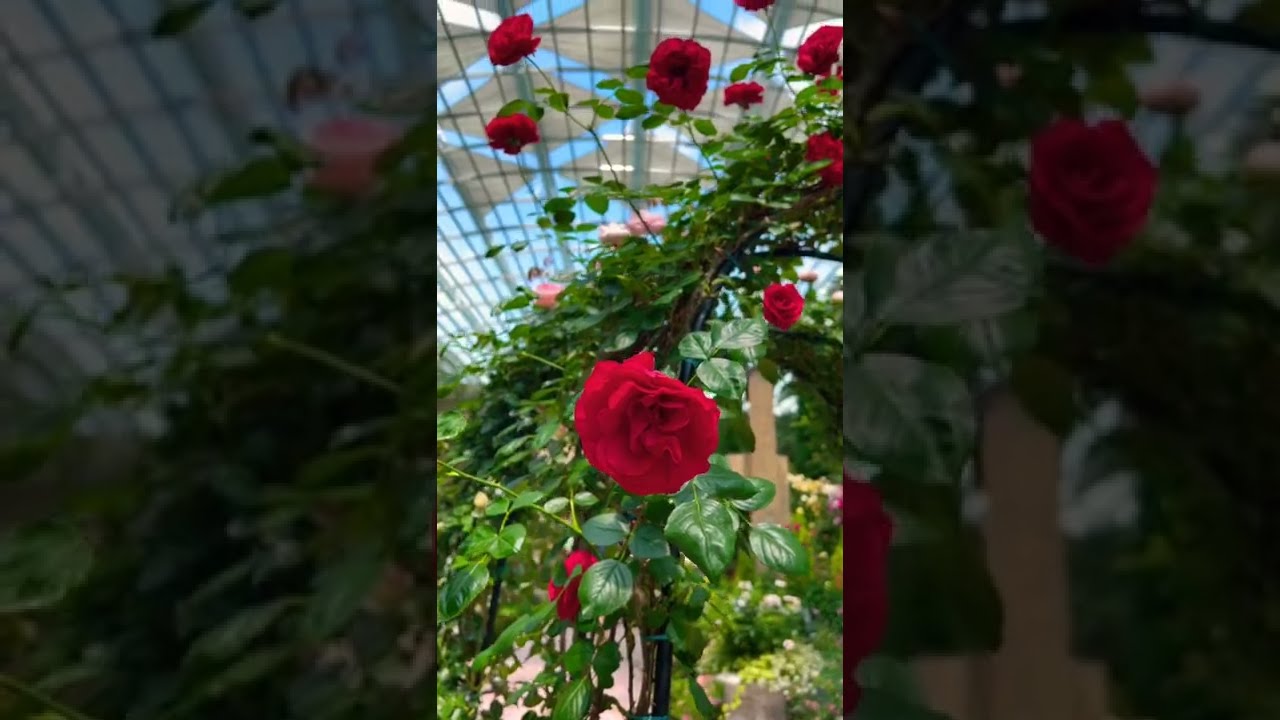 FLOWER DOME SINGAPORE #singapore #gardensbythebaysingapore #gardensbythebay #flowerdome #roseflower#