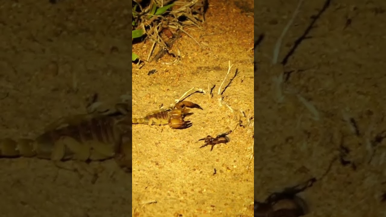 #Shorts: Scorpion vs Trapdoor Spider Standoff