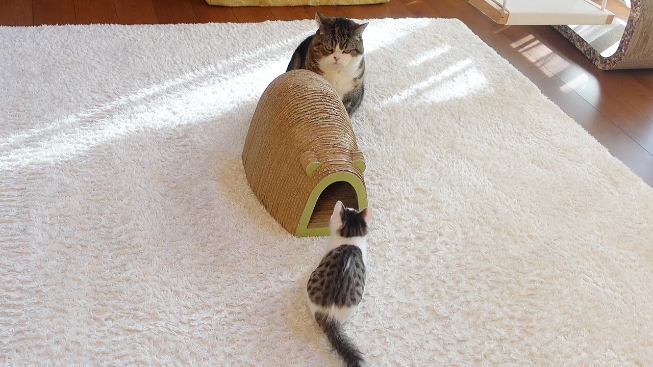 交代で遊ぶねこ。-Maru&Hana take turns playing with kitten.-