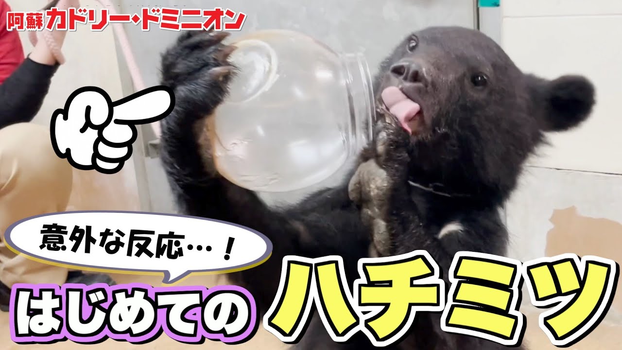 プーさんのせいで「クマはハチミツ好き」ってイメージあるけど実際は…？