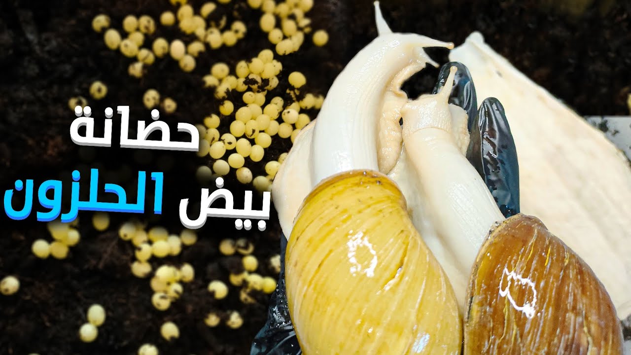 حضانة بيض الحلزون الافريقي وأسباب عدم فقس البيض