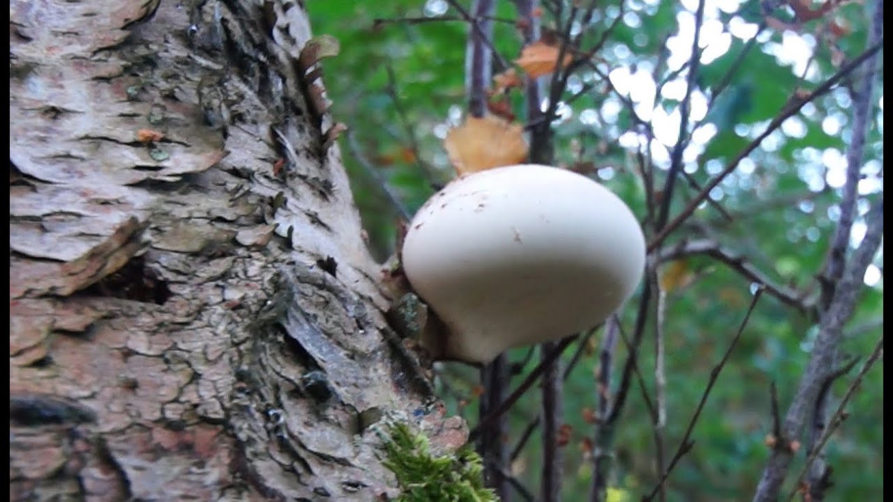 Svampejagt 2016, Øjesø, Djursland