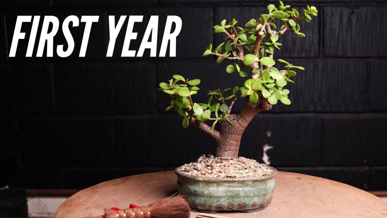 1 Year Ago This Bonsai Was a Branch