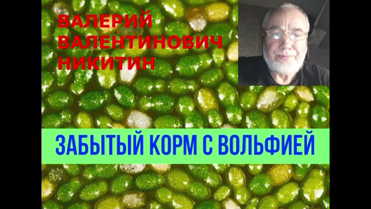Забытый корм с вольфией