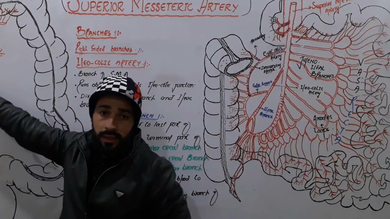 52. Ileocolic artery | branches of superior mesenteric artery | blood supply of intestines