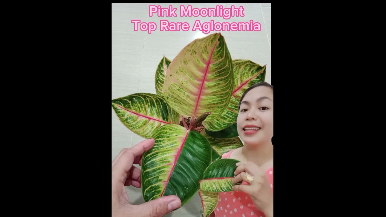 Pink Moonlight Rare Aglonemia