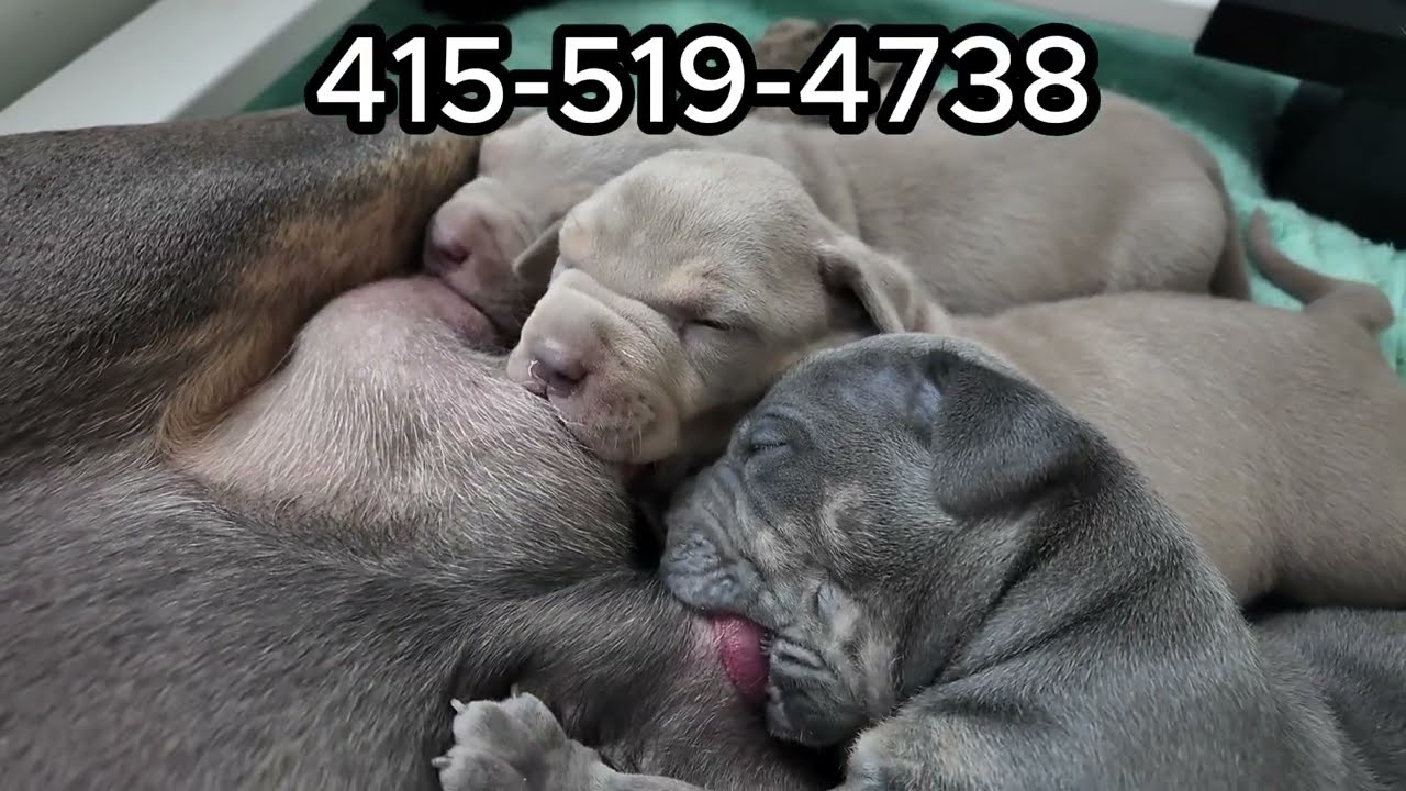 Только для настоящих поклонников XL Bully!