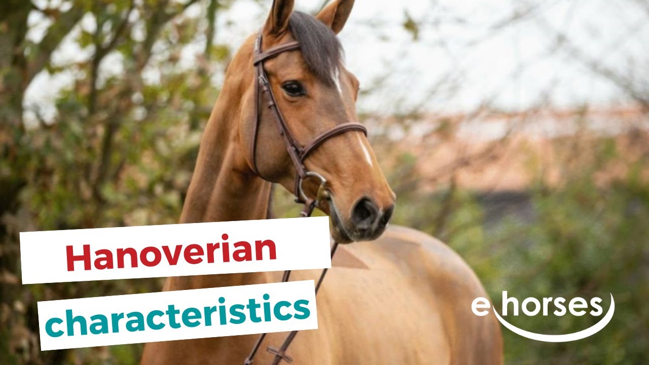 The Hanoverian horse I characteristics, origin & disciplins