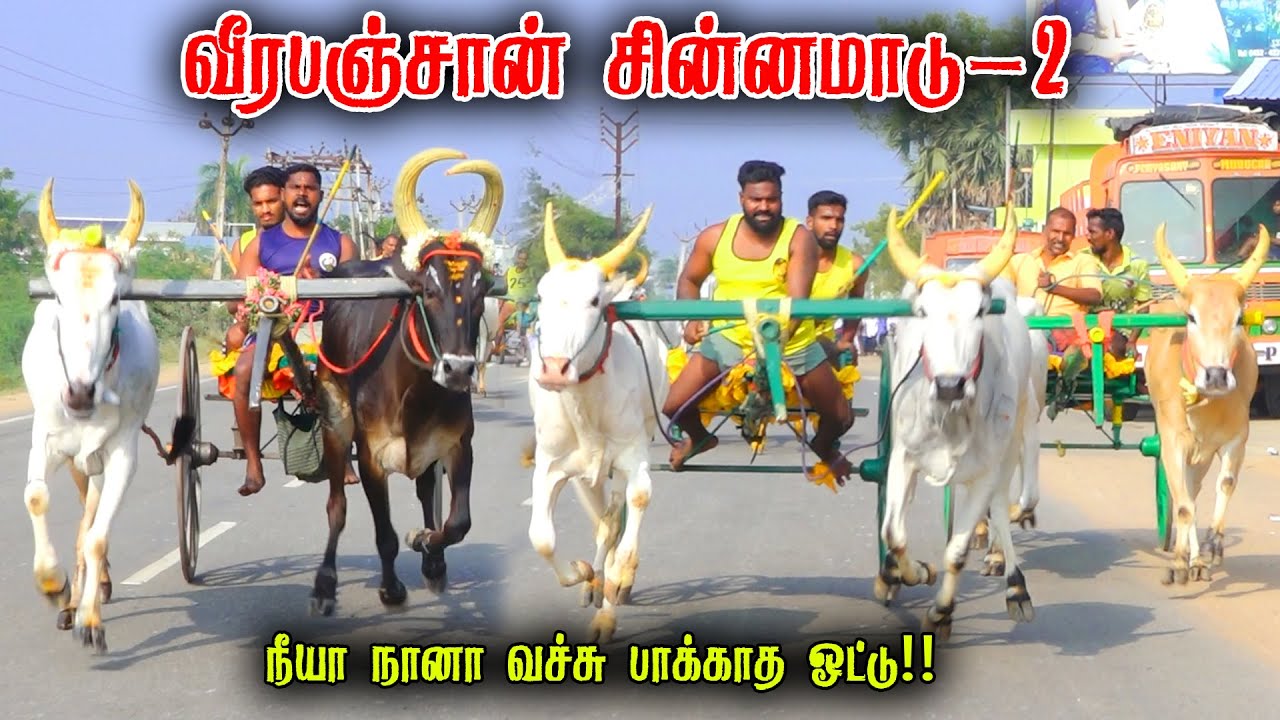 வீரபஞ்சான் சின்னமாடு-2 பந்தயம் 08-02-2026|madurai Periyamadu  Race