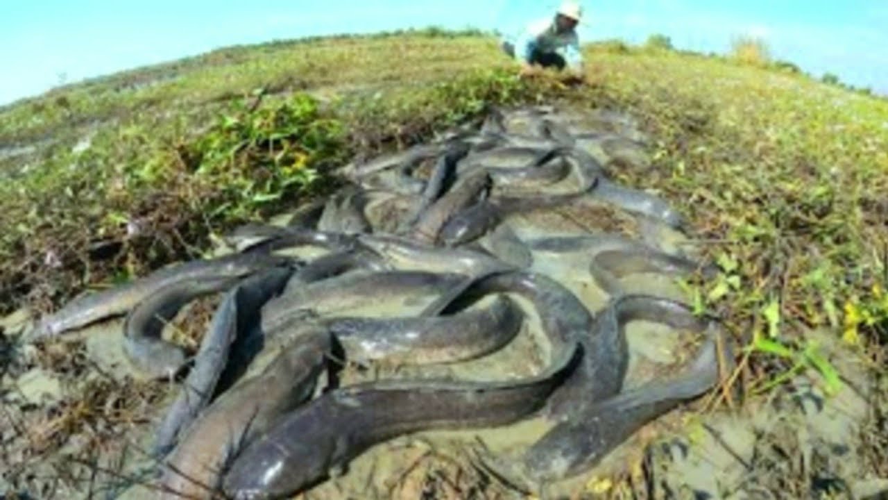 unigue  ! Catch a lot of fish by grilling in the rice fields.