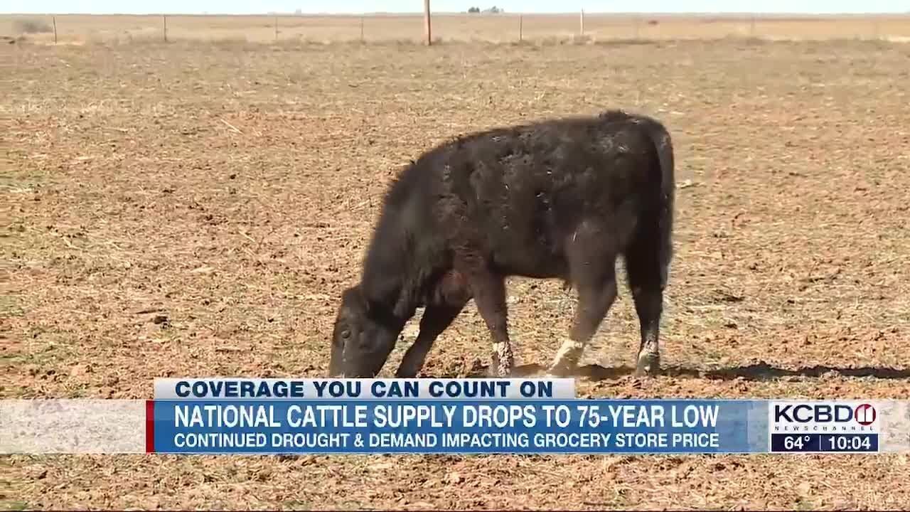 75-year-low: National cattle inventory drops to historic level