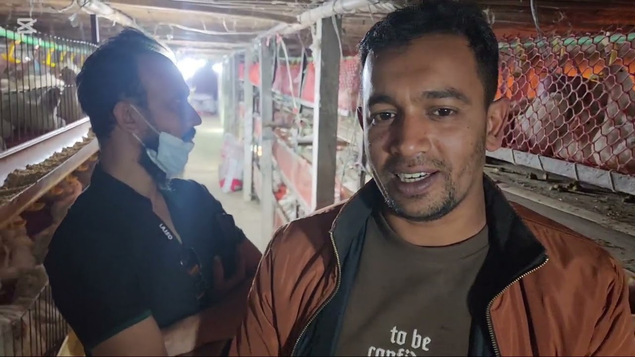 আলহামদুলিল্লাহ নিজস্ব কন্ট্রোল সেডে ৩১ দিন পরে বড় সাইজের মুরগি ২৬০০ গ্রাম প্লাস। 