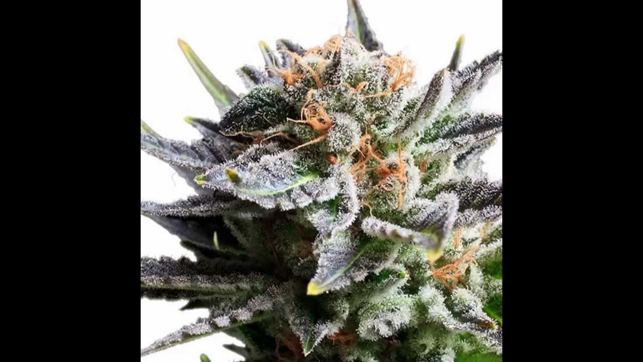 FRUIT SPIRIT / Cannabis Marijuana Weed Kush