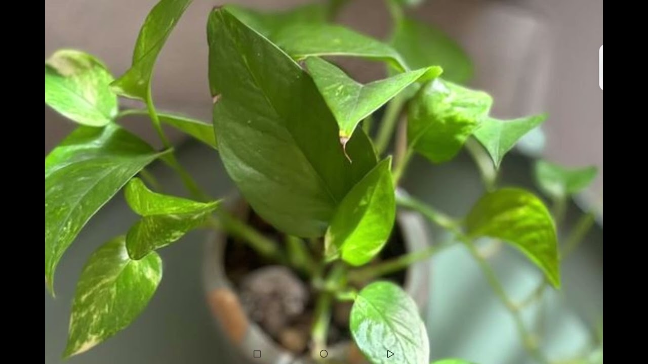 موعد مع روحي 