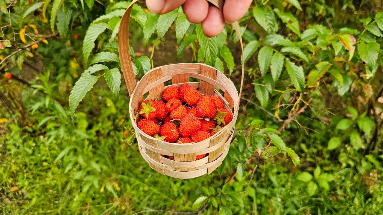 SERU BANGET! Petik Arbei & Strawberry di Kebun Ibu Aah Situ Cileunca Pangalengan 🍓