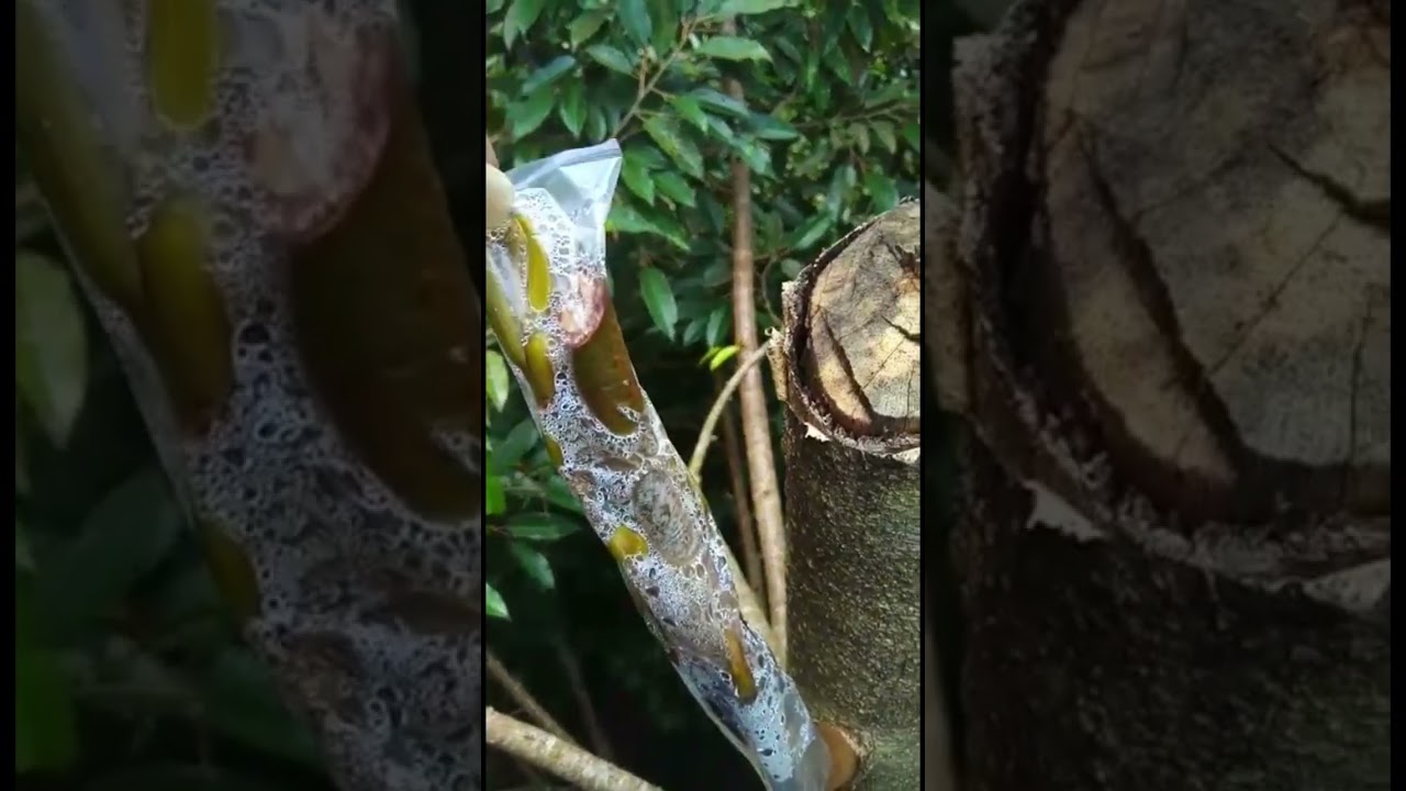 Top Working || Rombak Tanaman Durian