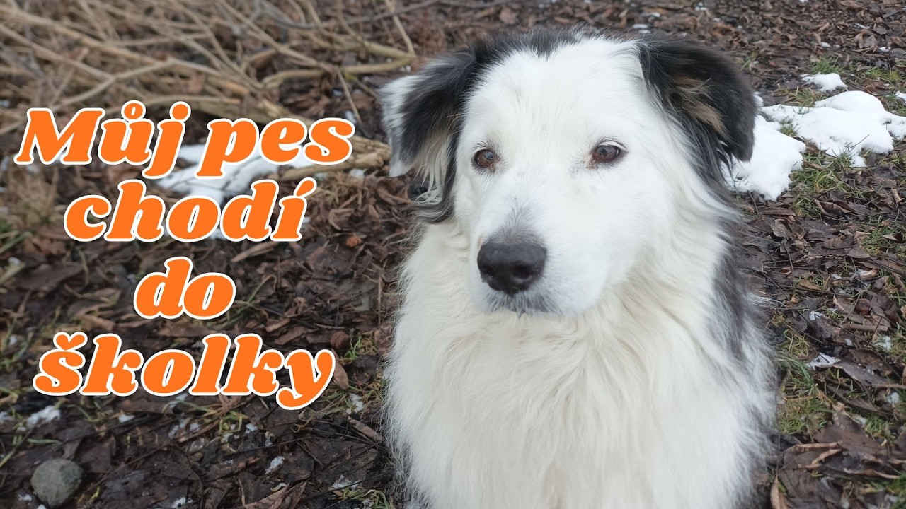 Můj pes chodí do školky | 🐶🦴