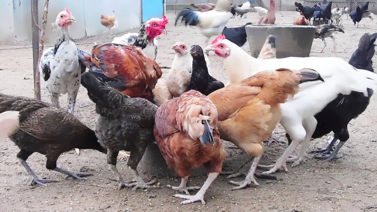 Hen CHICKS Morning Rush Video | Backyard Country Chicken Videos | Rooster & Hen Video