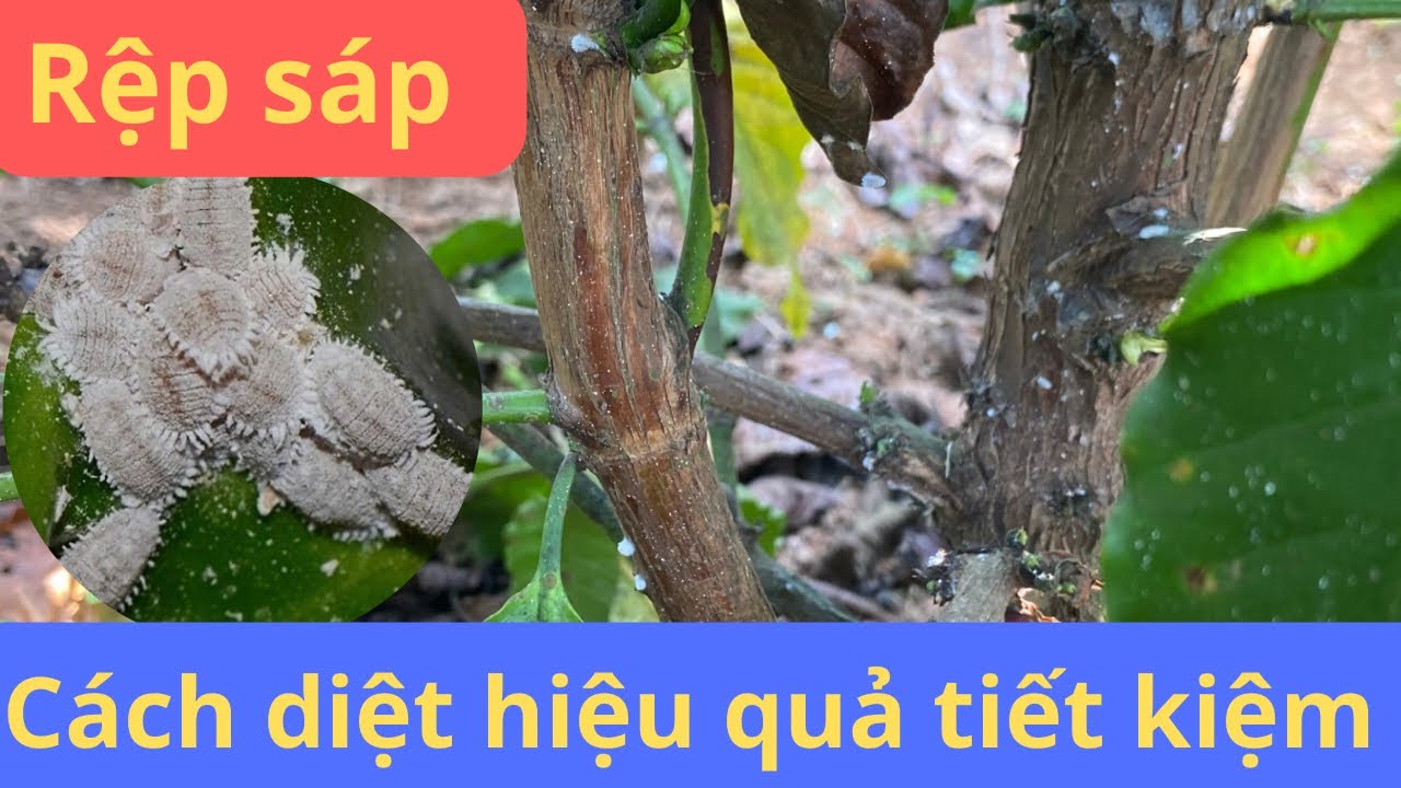 Đã làm cà phê phải diệt rệp sáp theo cách này mới hiệu quả và tiết kiệm. #caphe #repsap #nongnghiep 