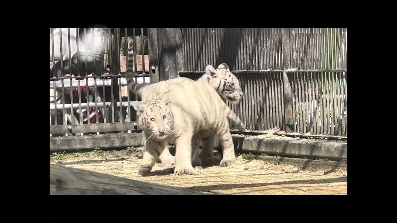 【宇都宮動物園】名前が決まりました🎊