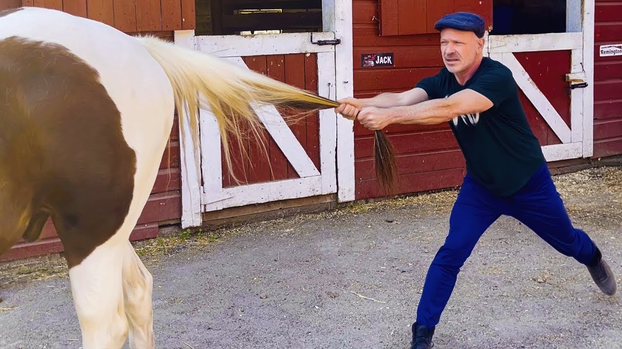 American Paint with Navicular Disease gets a Nose-to-Tail Chiropractic Adjustment!