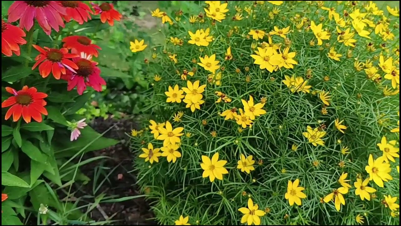 Busy Bees on Threadleaf Coreopsis. Swimming in flowers