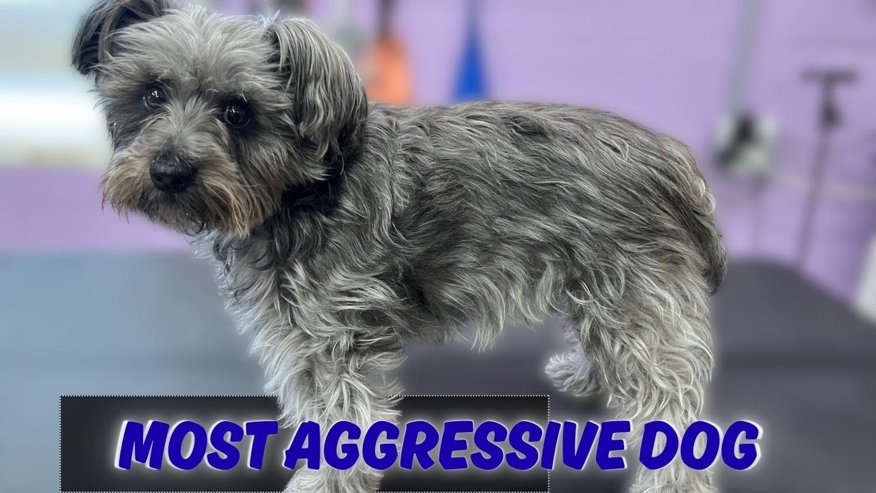 One of my MOST AGGRESSIVE dogs!!!