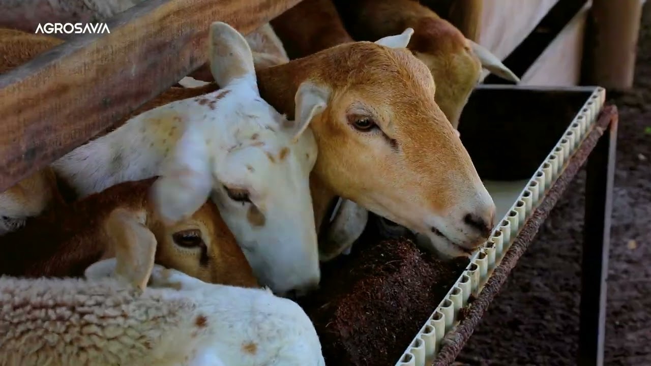 Modelo productivo integral para la producción sostenible de carne ovina en trópico bajo