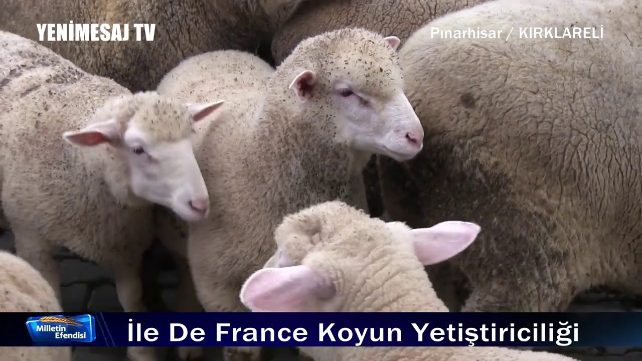 İle De France Koyun Yetiştiriciliği  ( 0 532 460 98 71) / Pınarhisar /KIRKLARELİ /Milletin Efendisi