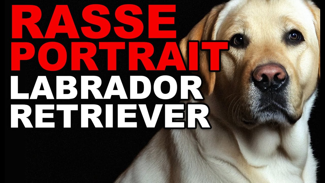 Rasseportrait Labrador Retriever - alles &uuml;ber den Labrador