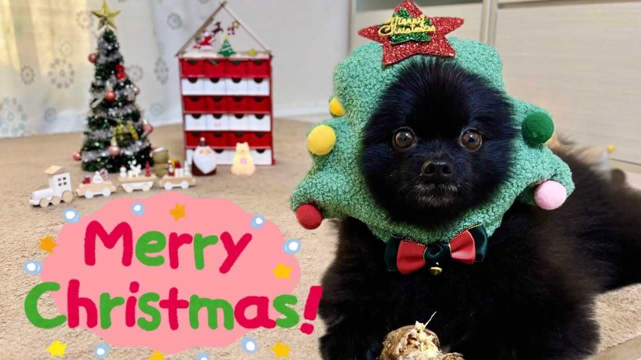 おやつのプレゼントもらって3日で食べ切るポメラニアンが可愛い