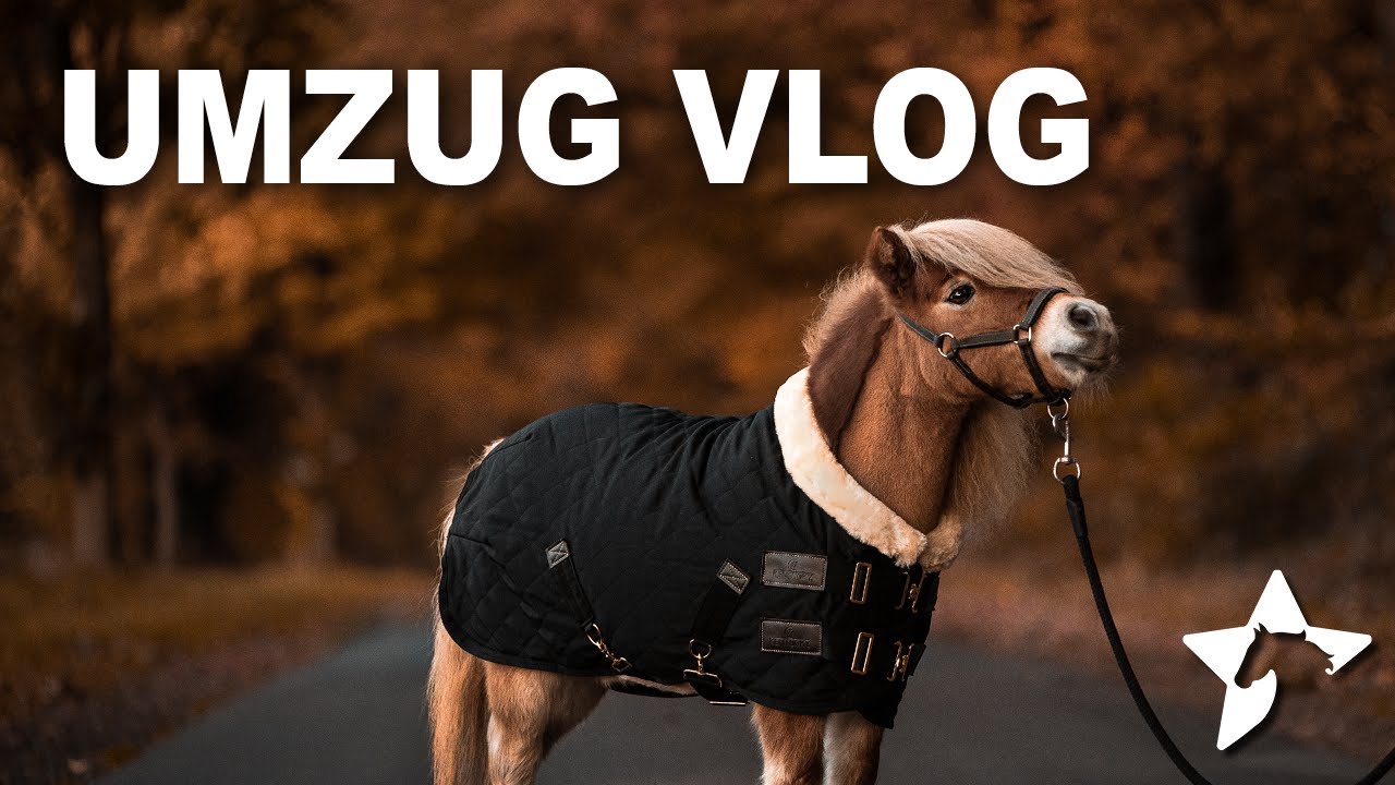 DIE PONYS ZIEHEN UM 😍