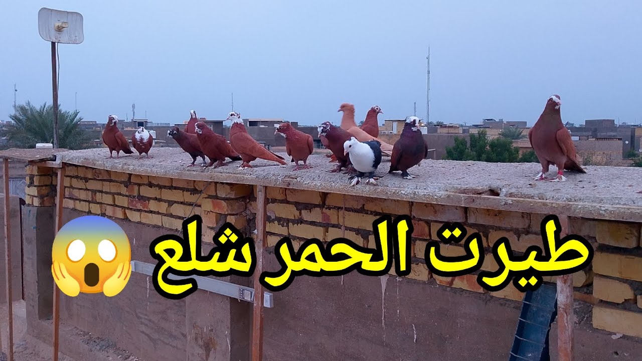 اليوم طيرت الحمر كلهن😍 الزاوج والمازاوج شلع طارت تحياتي الكم اهم شي انوسكم