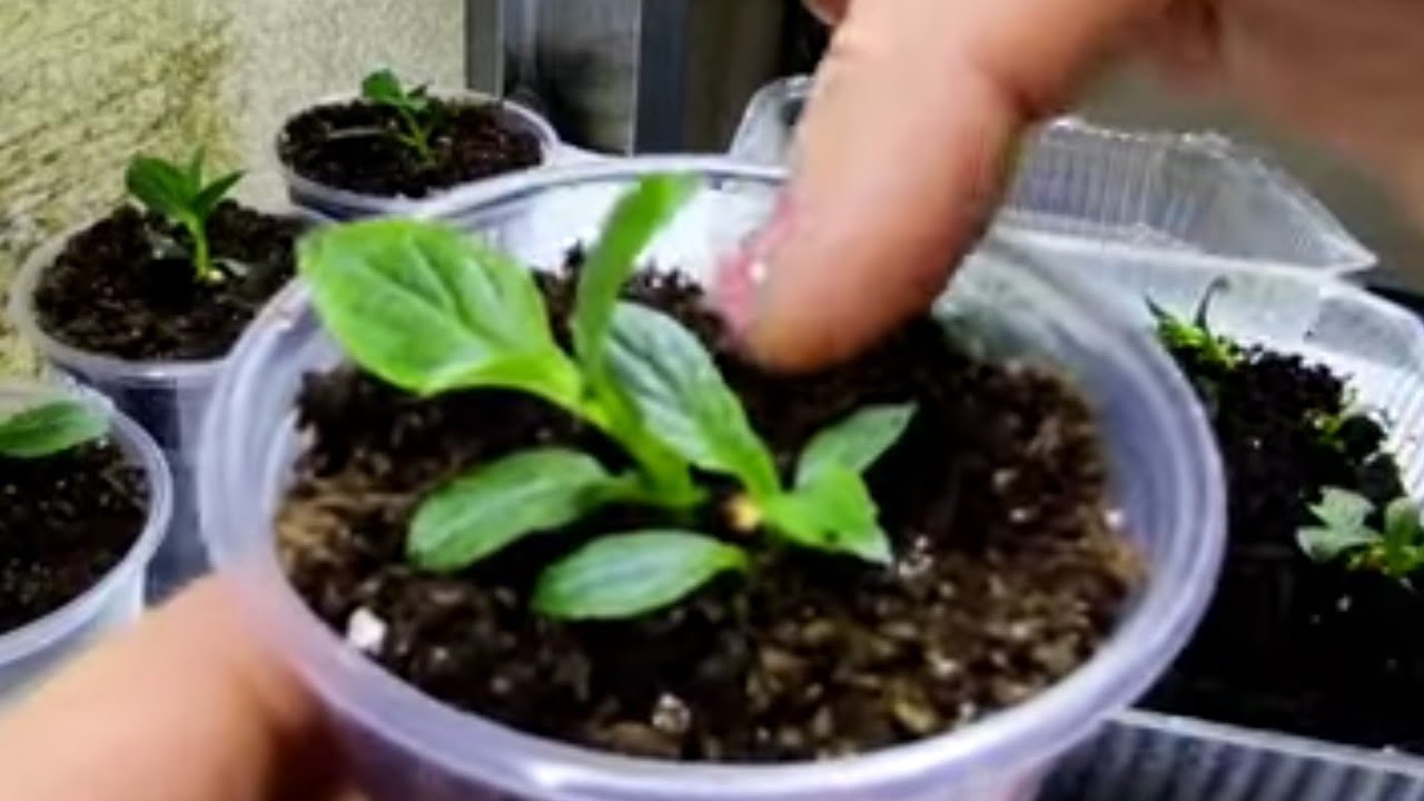 Пересаживаю укоренившиеся гортензии по отдельным стаканчикикам 🌿🌿🌿Черенки в торфотаблетках 🌿🌿