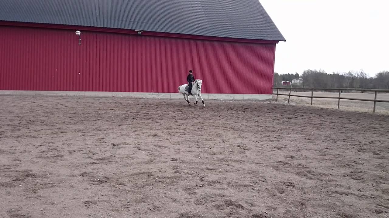 Tindra i paddock Krankel&ouml;sa
