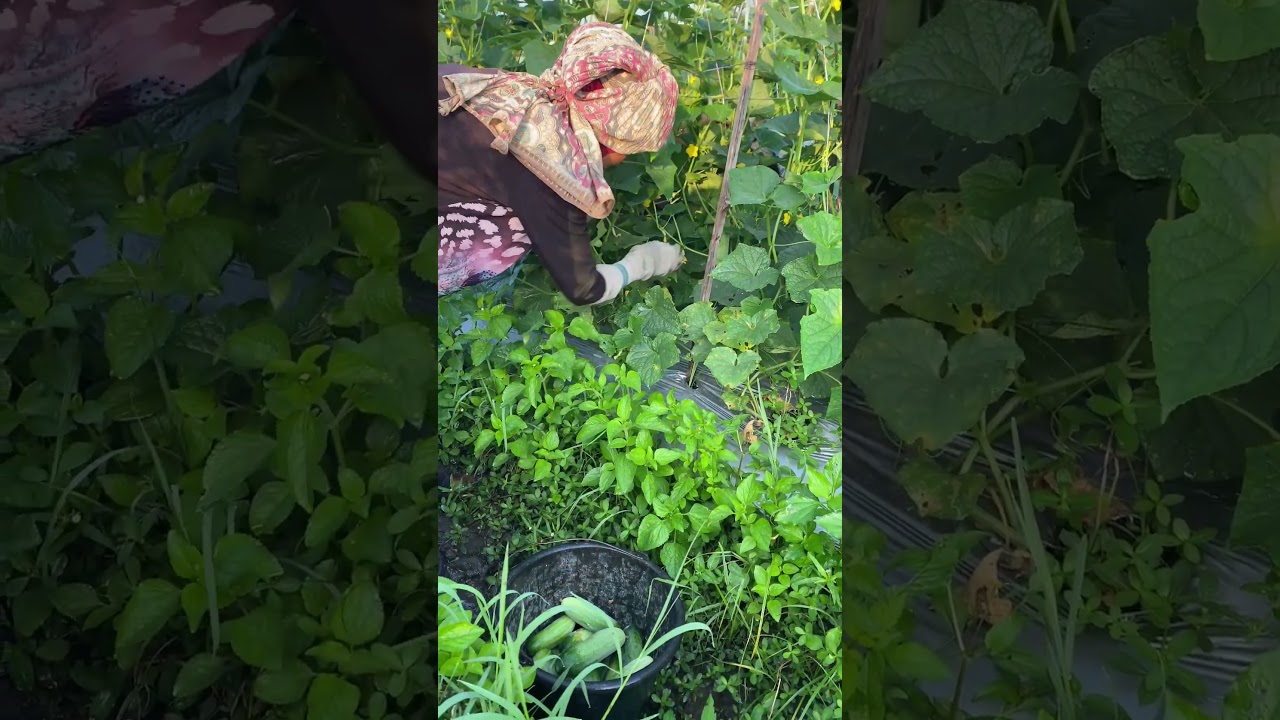 Cucumbers harvesting in bobojong, aug20 #farming #agriculture